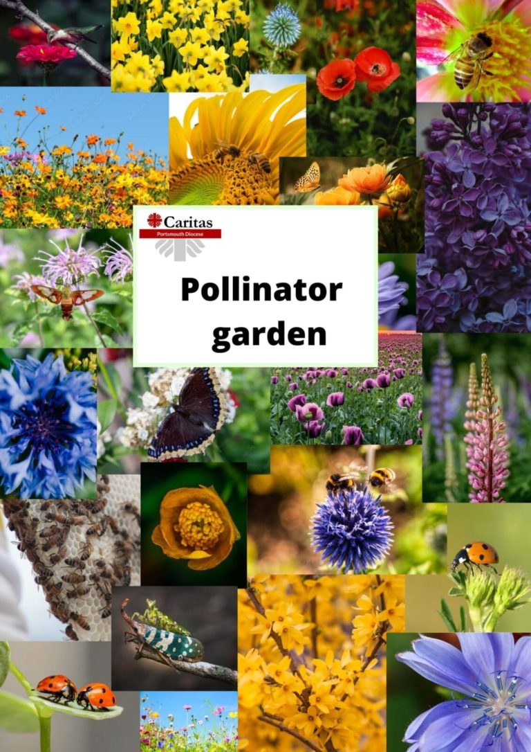 Mood board Pollinator and wildflowers garden