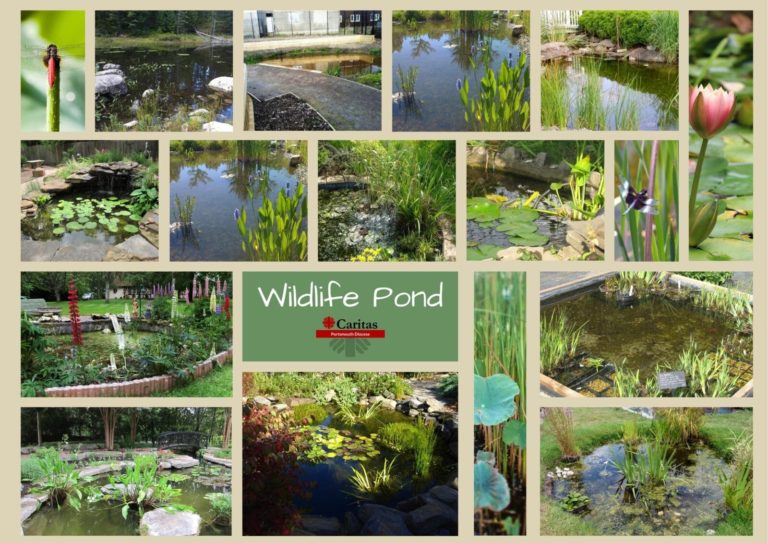 Wildlife Pond