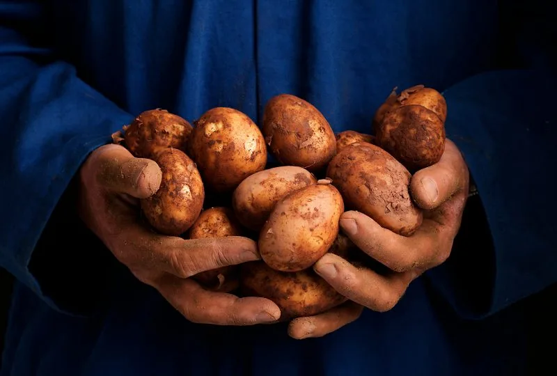 potato