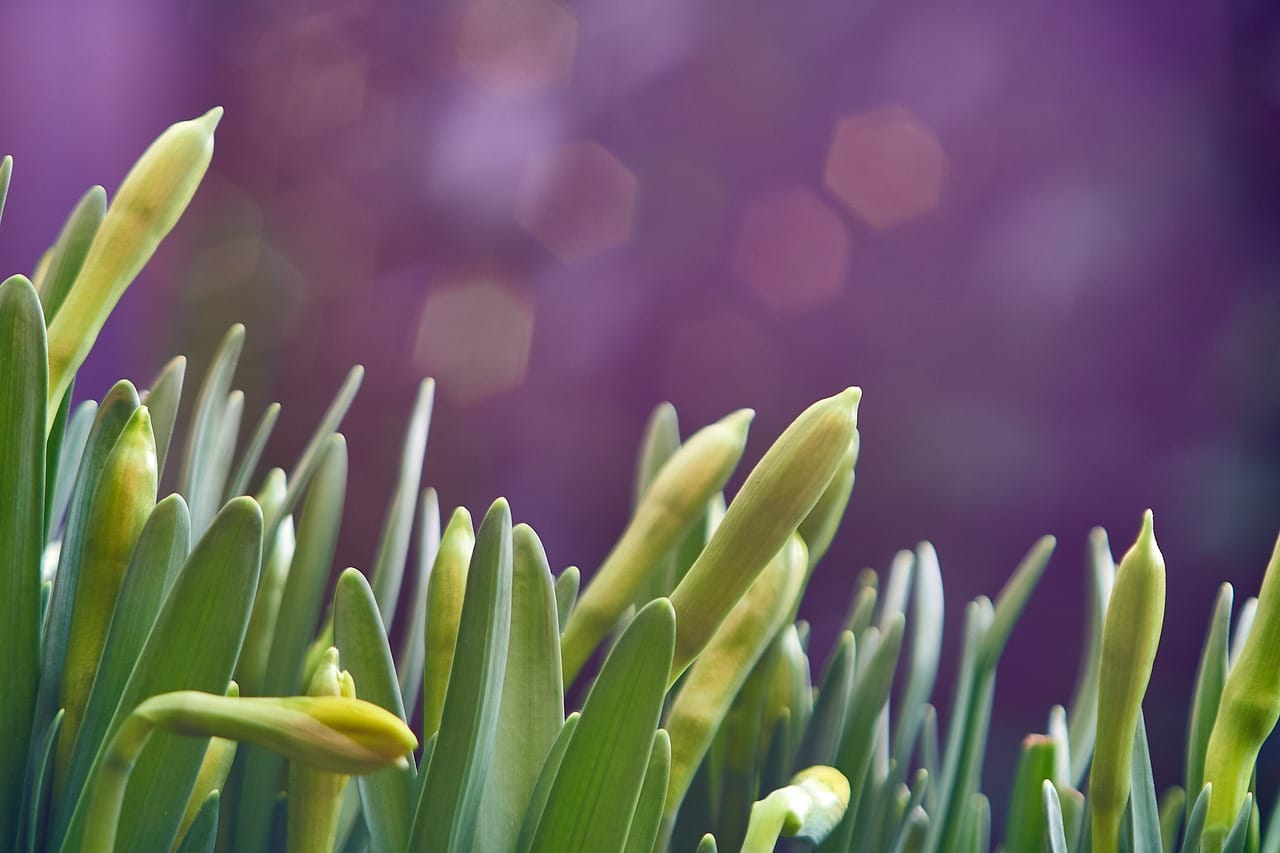 daffodils 4847507 1280 (1)