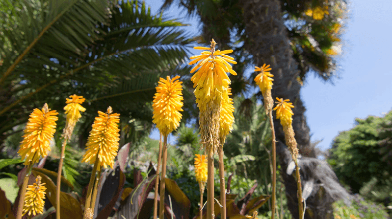 botanical garden